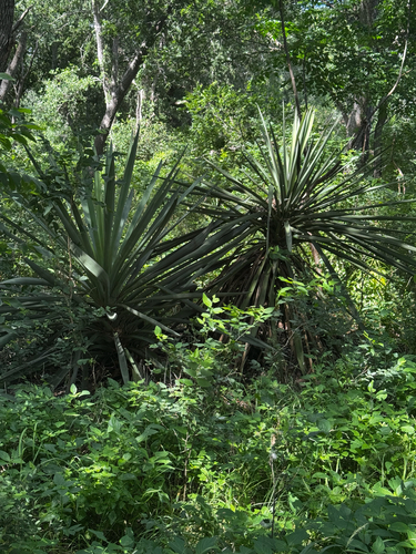 Spanish dagger