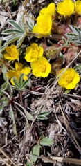 Potentilla subviscosa