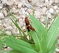 Compsocryptus texensis