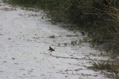 Aspidoscelis angusticeps