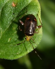 Horciasinus argentinus