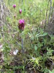 Castilleja attenuata