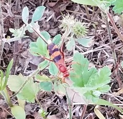 Compsocryptus texensis