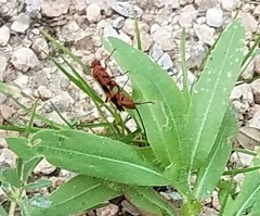 Compsocryptus texensis