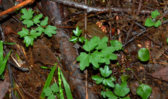 Cardamine angulata