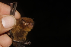 Myotis elegans