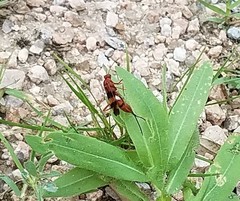 Compsocryptus texensis