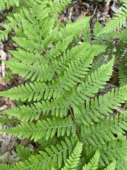 Athyrium asplenioides