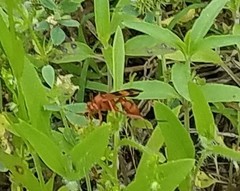 Compsocryptus texensis