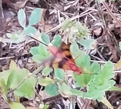 Compsocryptus texensis