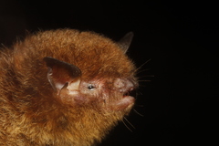 Myotis elegans