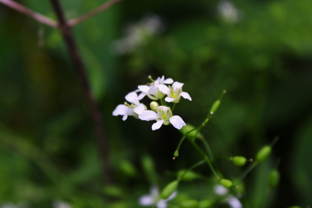 Rorippa aquatica; photograph (c) Dominic, some rights reserved (CC BY)