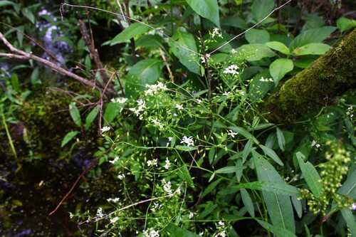 Rorippa aquatica, photograph 3