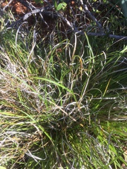 Carex xerophila