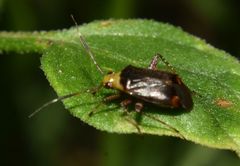 Horciasinus argentinus