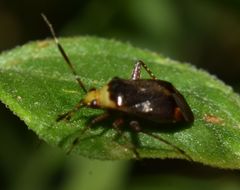 Horciasinus argentinus