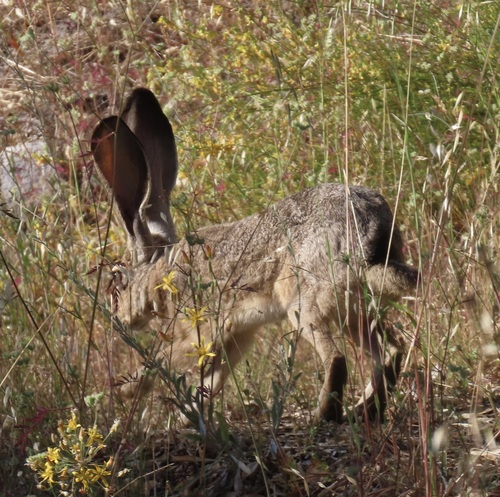iNaturalist observation photo of Black-tailed Jackrabbit