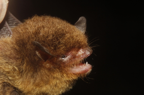 Elegant Myotis