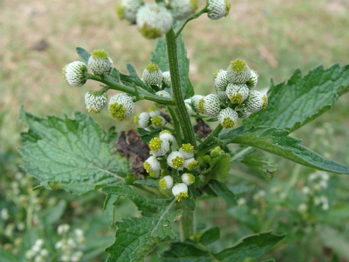 Dichrocephala integrifolia iNat (3)