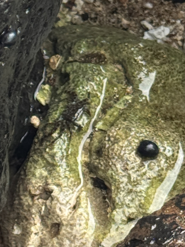 Pachygrapsus planifrons, 2026-06-10