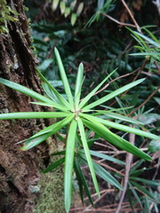 Cyathodes glauca