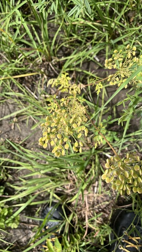 Polytaenia nuttallii