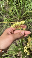 Polytaenia nuttallii, photograph (c) diana schwartz, some rights reserved (CC BY)