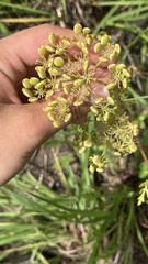 Polytaenia nuttallii, photograph (c) diana schwartz, some rights reserved (CC BY)
