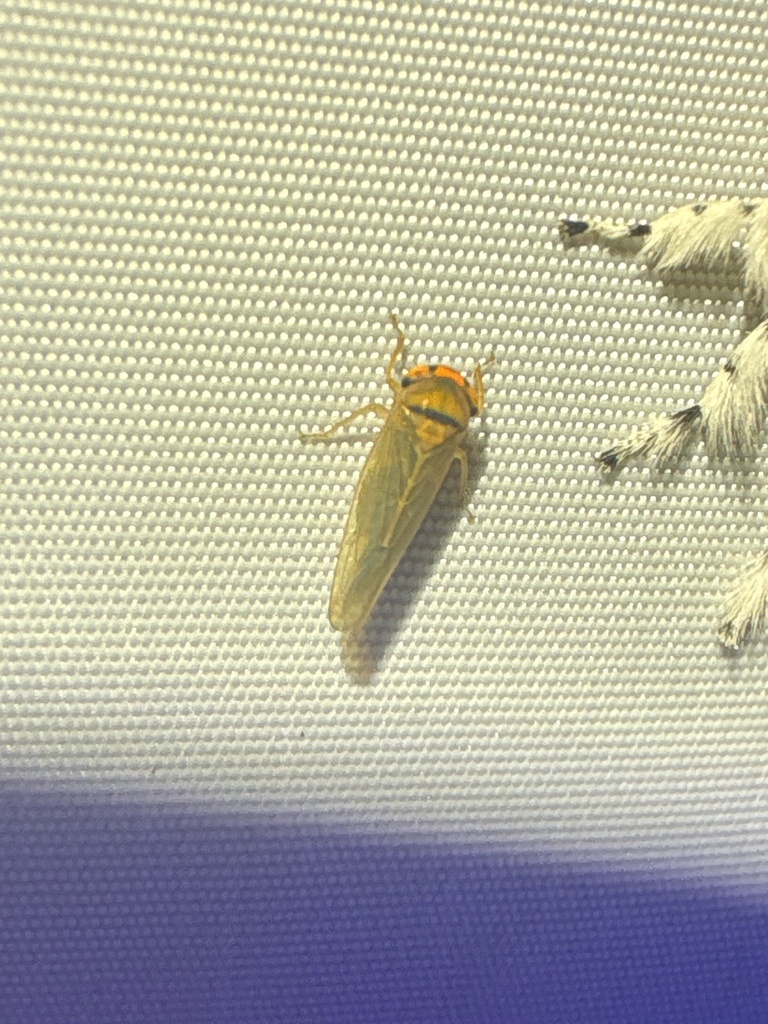 Andanus bimaculatus