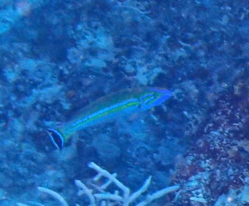 Pseudojuloides observed 2026-06-06