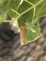 Tipulomorpha