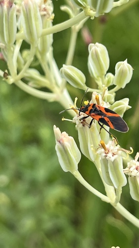 False Milkweed Bug