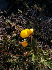 Calceolaria biflora