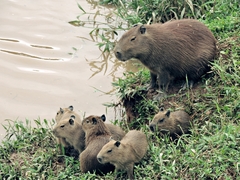 Hydrochoerus hydrochaeris