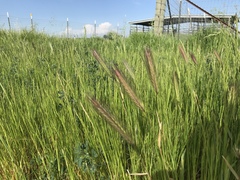Hordeum jubatum