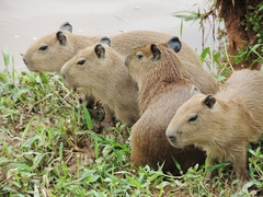 Hydrochoerus hydrochaeris