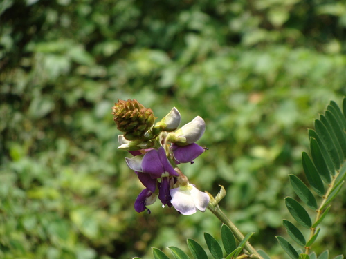 Image of Tephrosia vogelii by (c) Alexis López Hernández, some rights reserved (CC BY)