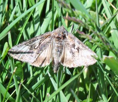 Lepidoptera