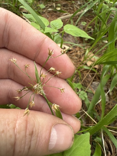 Luzula acuminata, photograph 2