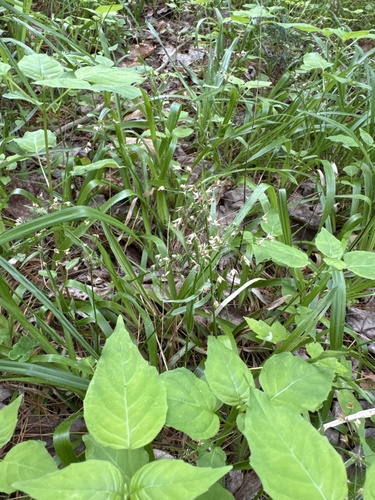 Luzula acuminata, photograph 3