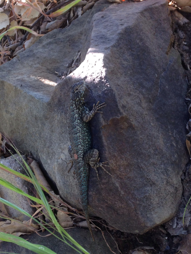 iNaturalist observation photo of Western Fence Lizard