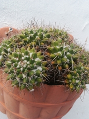 Mammillaria compressa