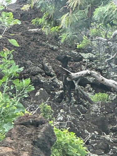 Capra hircus observed 2026-06-10