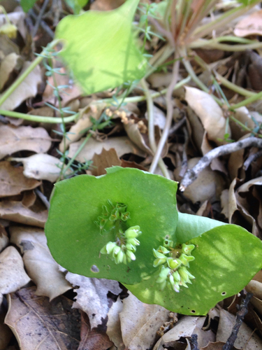 iNaturalist observation photo of miner's lettuce