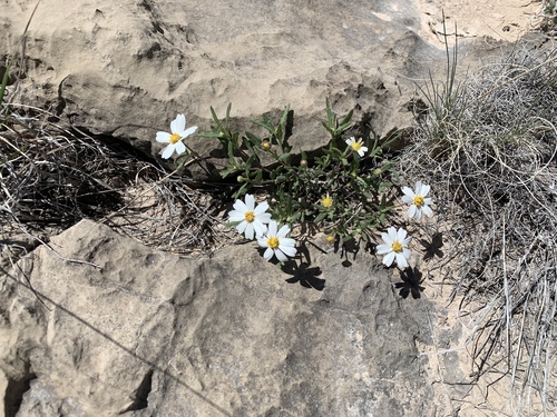 Melampodium leucanthum