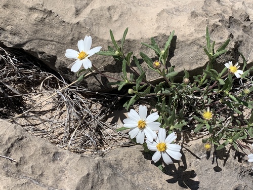 Melampodium leucanthum