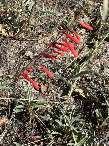 iNaturalist observation photo of scarlet bugler