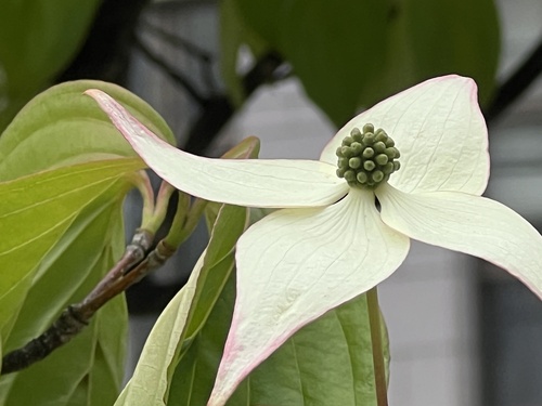 kousa dogwood