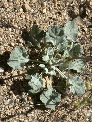 iNaturalist observation photo of Slender Woolly Buckwheat