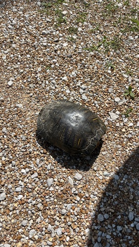 Pond Slider